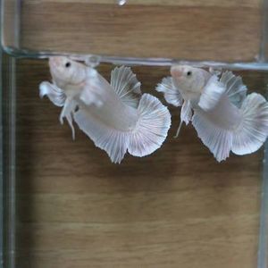 Meet your Posher, Cường